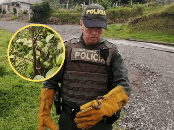 La Policía Nacional y la comunidad ayudaron para liberar a una Serpiente Caracolera a su Hábitat Natural en zona verde de Pasto.