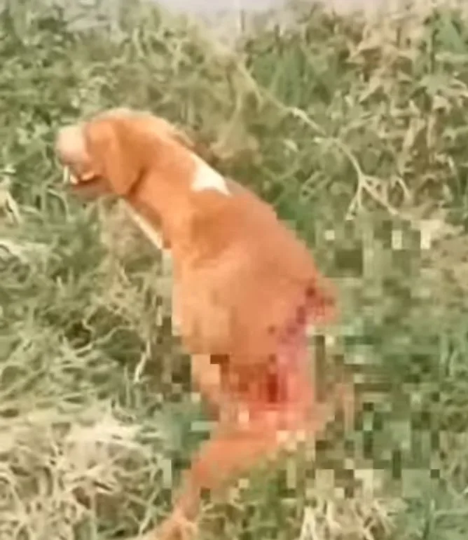 Dejaron un perro herido de bala en un potrero, en Cali