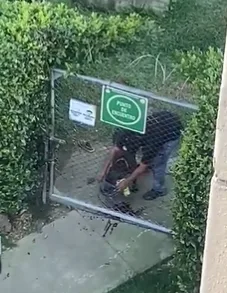 perros bozal Pereira 