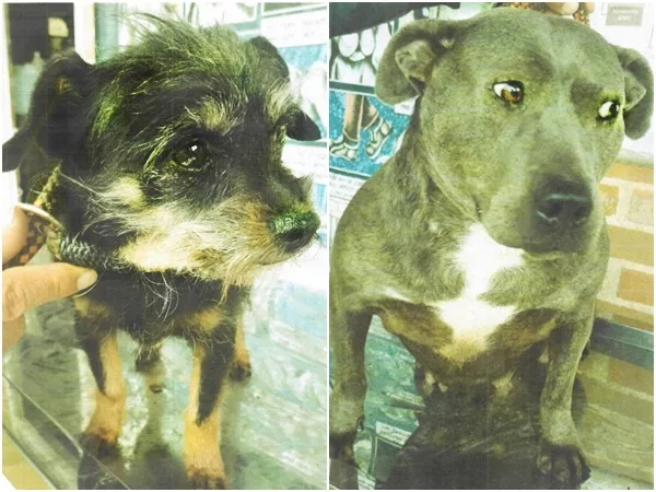 A hombre que por 2 años maltrató a varios perros hasta causarles la muerte en Pasto fue imputado