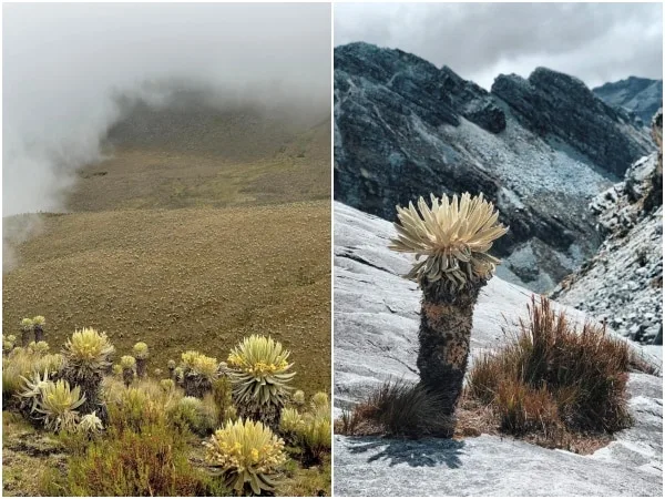 «Unos amarillos, otros con nieve»: la resiliencia de los páramos colombianos durante la temporada de lluvias