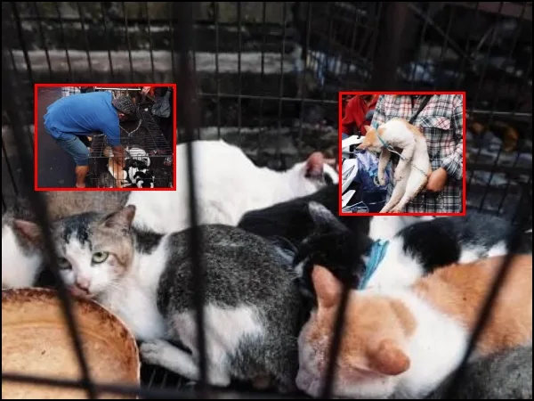 Gatos sacrificados en Vietnam eran utilizados como "medicina tradicional"