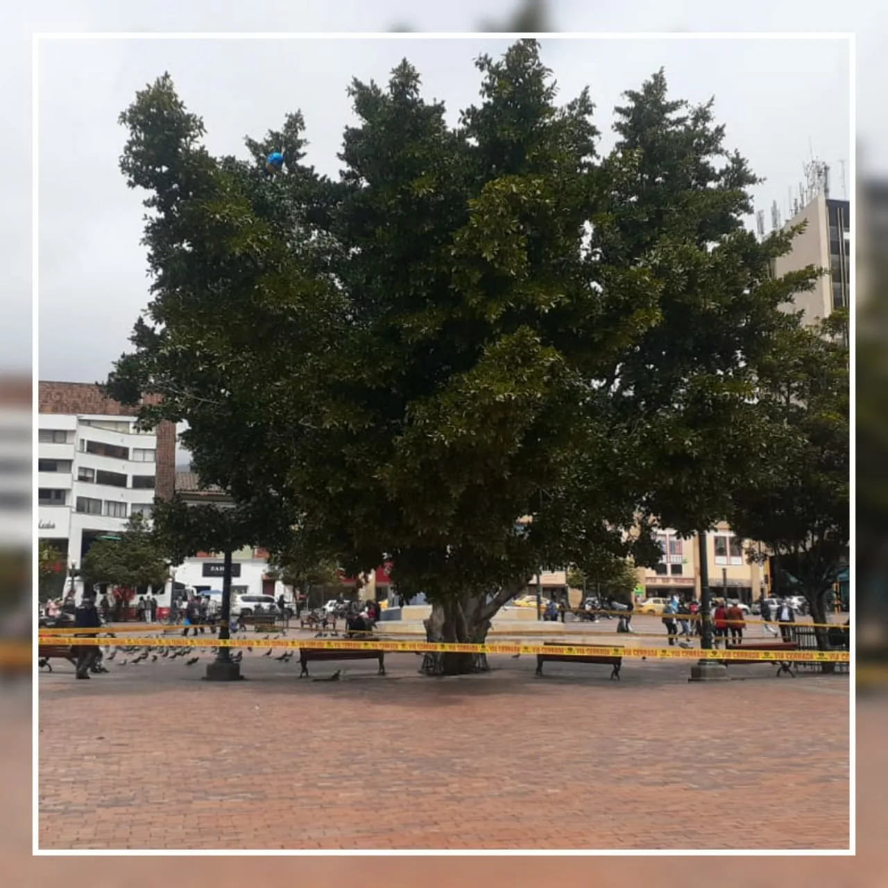 Plaza de Nariño árboles