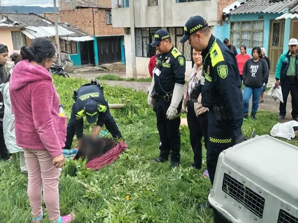 Rechazo por el hallazgo de cuatro perros envenenados en el oriente de Pasto