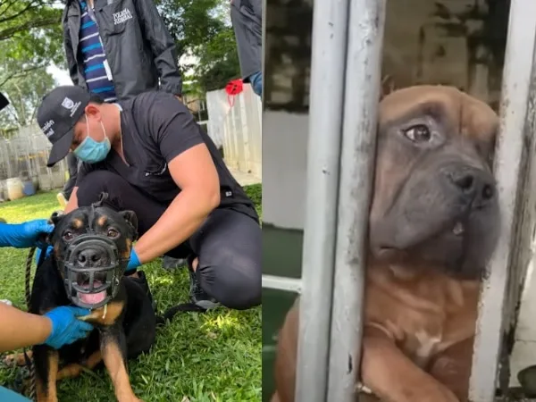 Tras denuncia ciudadana, clausuran criadero ilegal de perros en Cali: hallaron animales con mutilaciones e infecciones