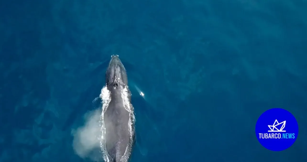 ballenas en Buenaventura Yubartas