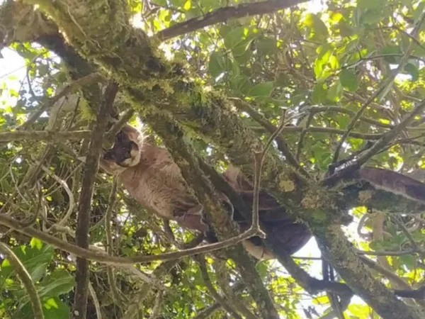 Alerta en Guachaves: aparecieron dos pumas y hay temor por ataques a las especies