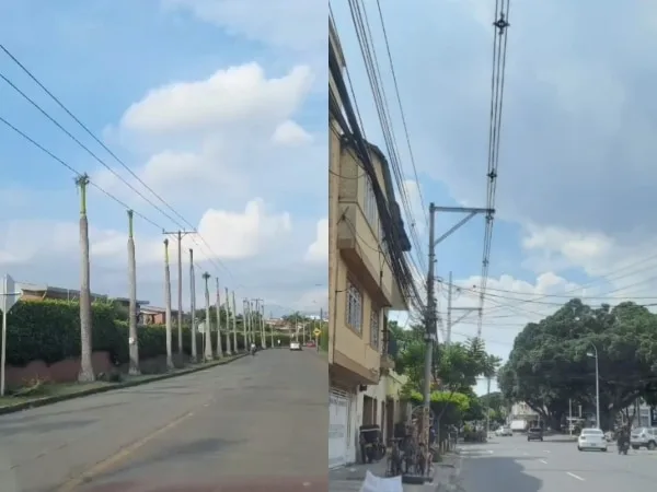 ¿Poda o ataque al medio ambiente? la controversia por las palmeras al sur de Cali