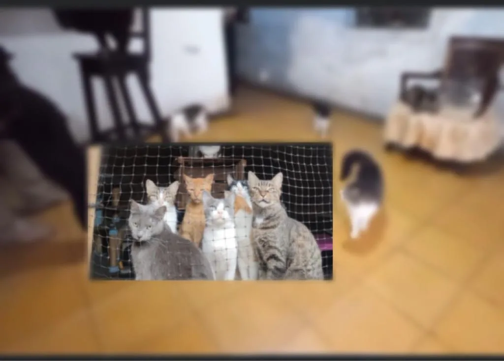 "Casa Gato" el hogar de paso de los gatos abandonados en Cali