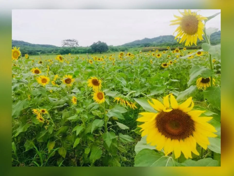 girasoles Luruaco