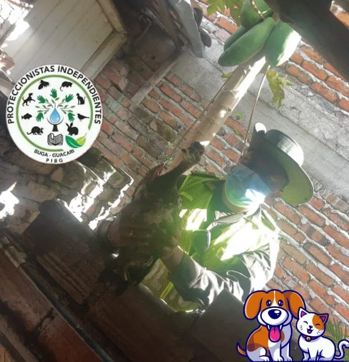 en guacarí