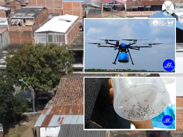 En Cali le apuestan a la innovación: liberan mosquitos ‘seguros’ para combatir el dengue, zika y chikungunya