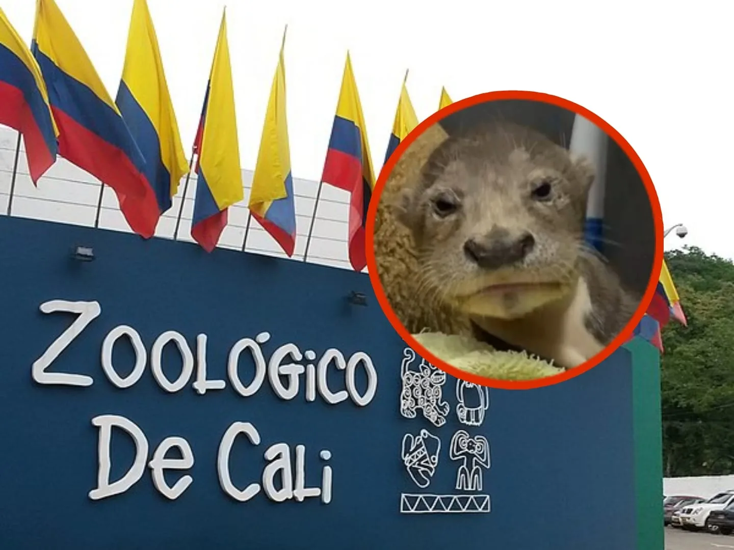 Los niños entran gratis al Zoológico de Cali el sábado.