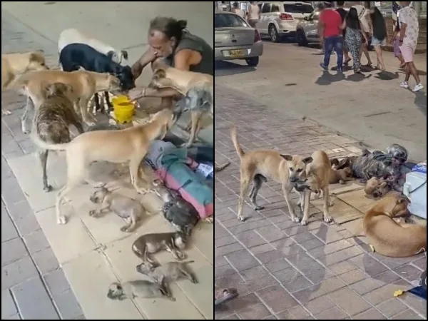 En Santa Marta animalistas señalan que hay una "crisis con la fauna callejera"