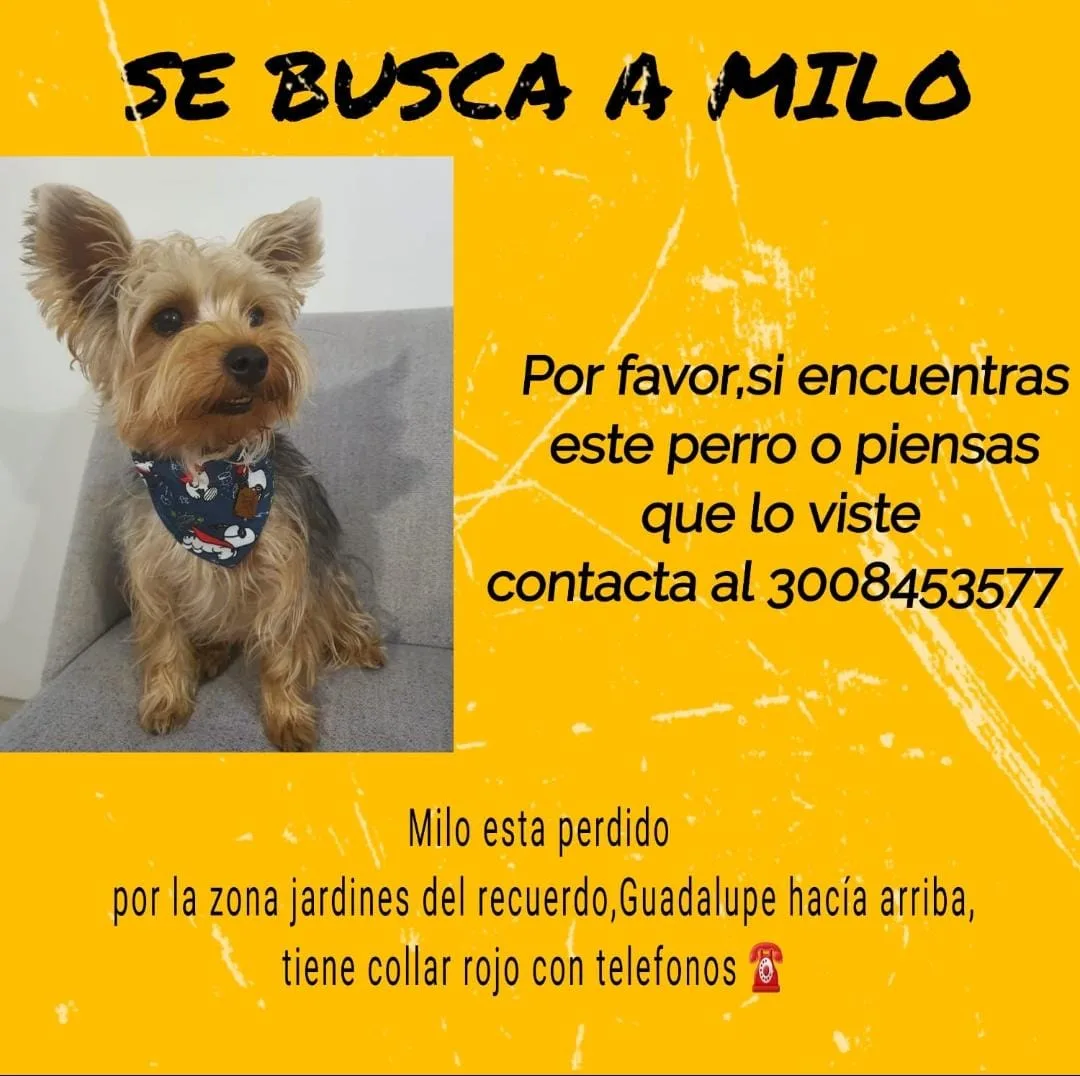 mascotas