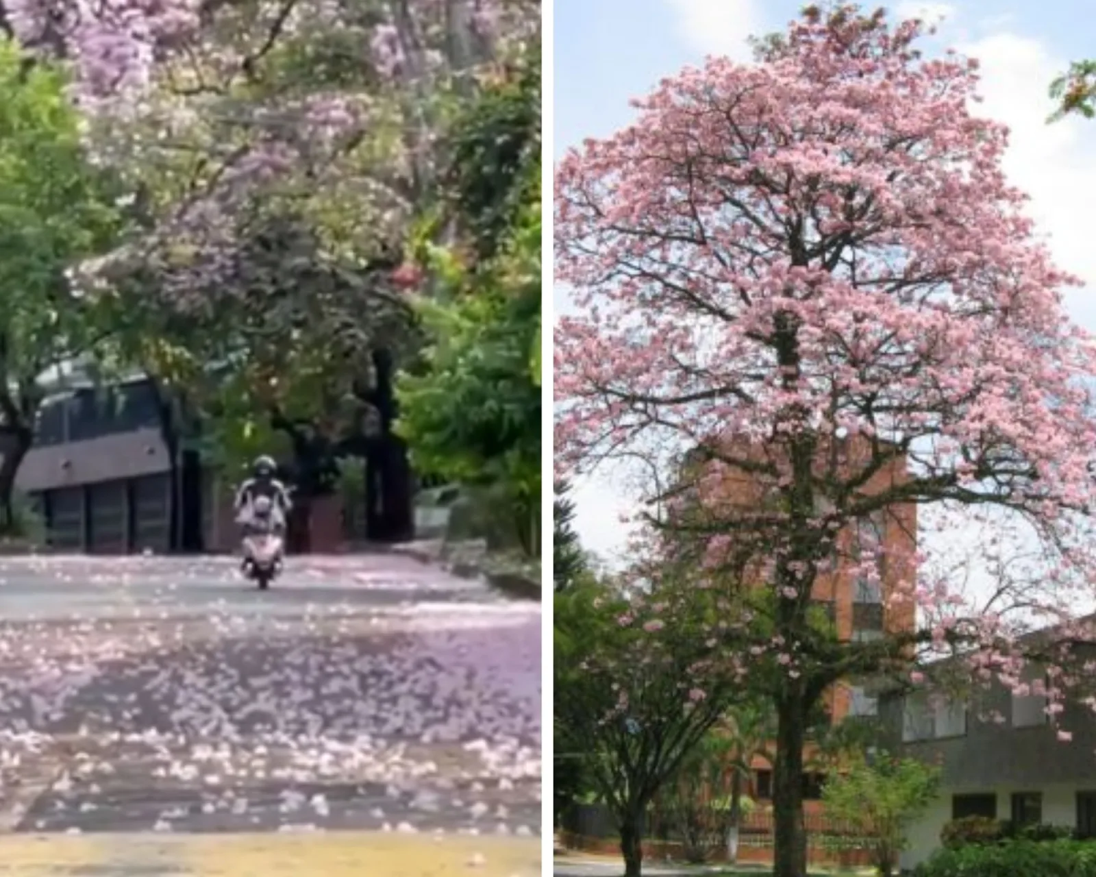 Temporada de guayacanes