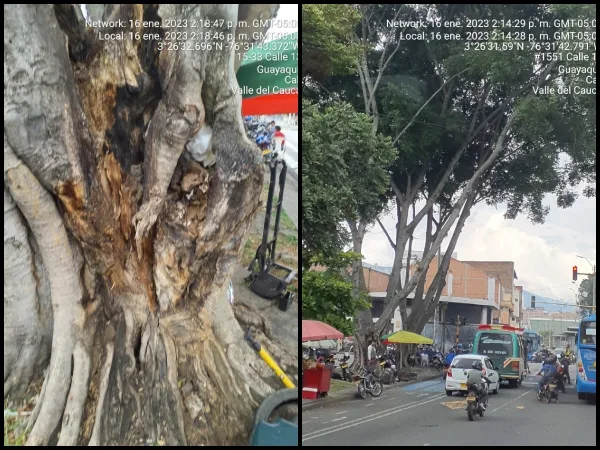 Contaminación y quema de basuras tienen en riesgo de caída a un enorme árbol en Guayaquil
