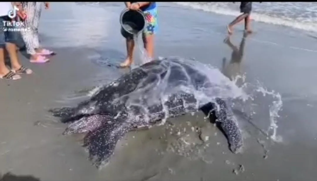 Tortuga en peligro de extinción rescatada por la comunidad, en Móñitos Córdoba