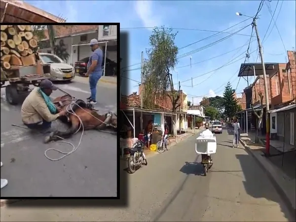 Con el sol inclemente y "cargas crueles"; el peso de la indiferencia con los caballos en Jamundí y Villa Rica