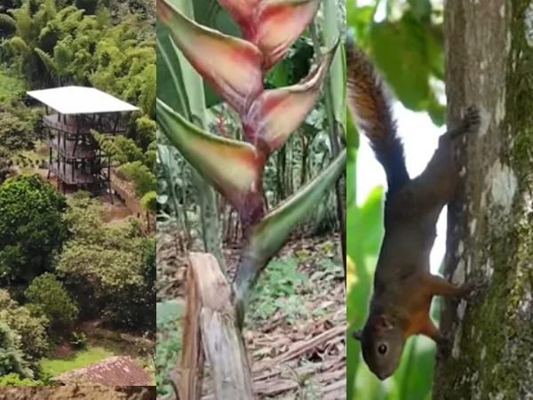 El parque de las heliconeas en Caicedonia, Valle: flores tropicales, mirador de 30 metros y educación ambiental