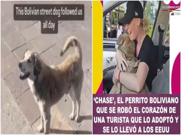 «Una segunda oportunidad»: Chase, el perrito que encontró su nueva familia en una turista