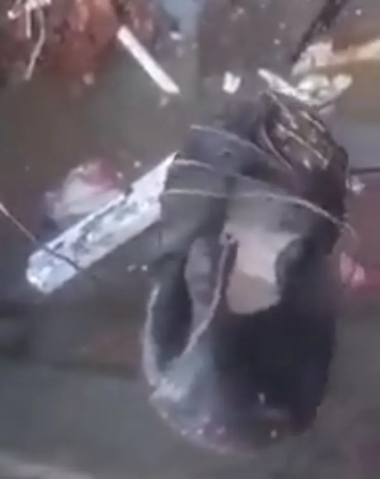 la basura brujería Palmira