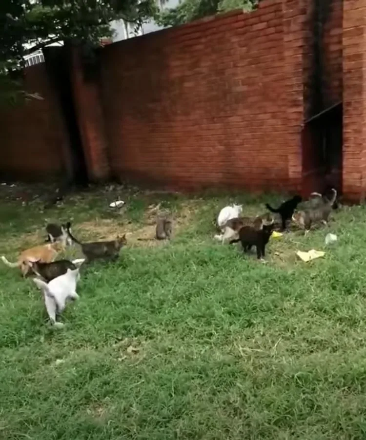 colonia de gatos en la calle 26 en Cali
