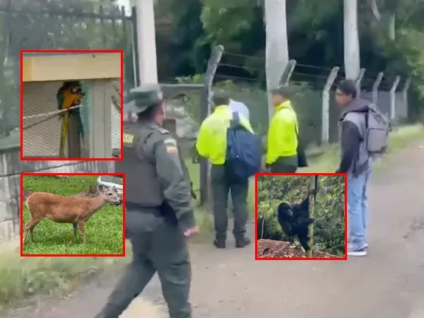 En un operativo en Calima El Darien y Ansermanuevo, animales exóticos que eran comercializados fueron rescatados