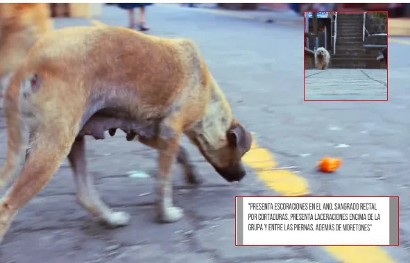 En Soacha maltrato animal perros en la calle.