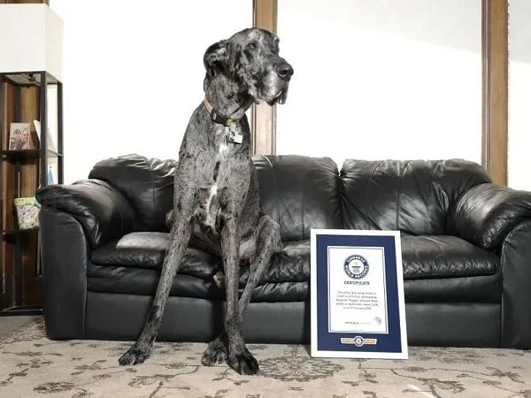 Perro más grande del mundo.