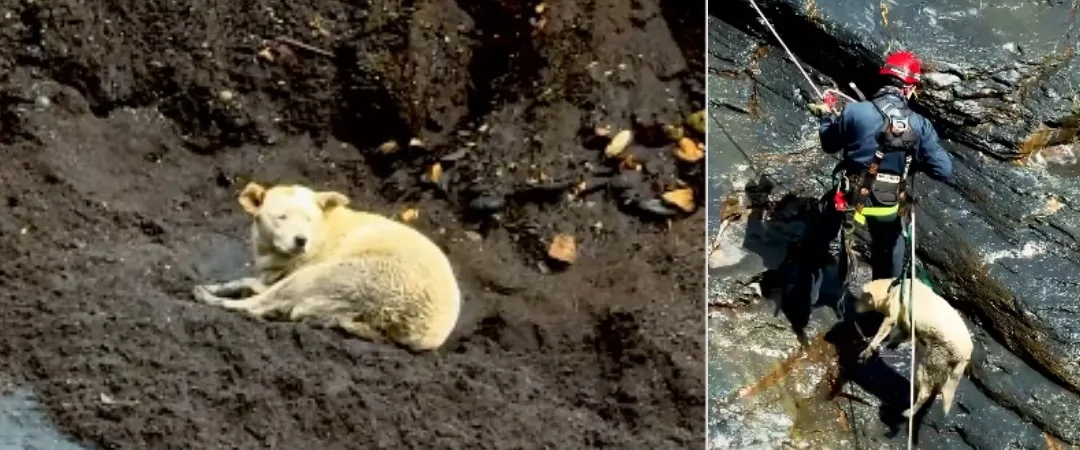Rescate milagroso en Macanal, Boyacá: perrita fue salvada tras quedar atrapada en un montaña por más de tres días