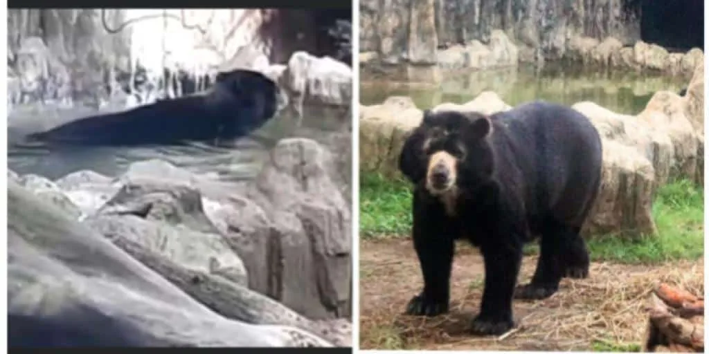 Murió el oso Chucho: vivió en cautiverio, nació en Nariño y fue acogido en Barranquilla