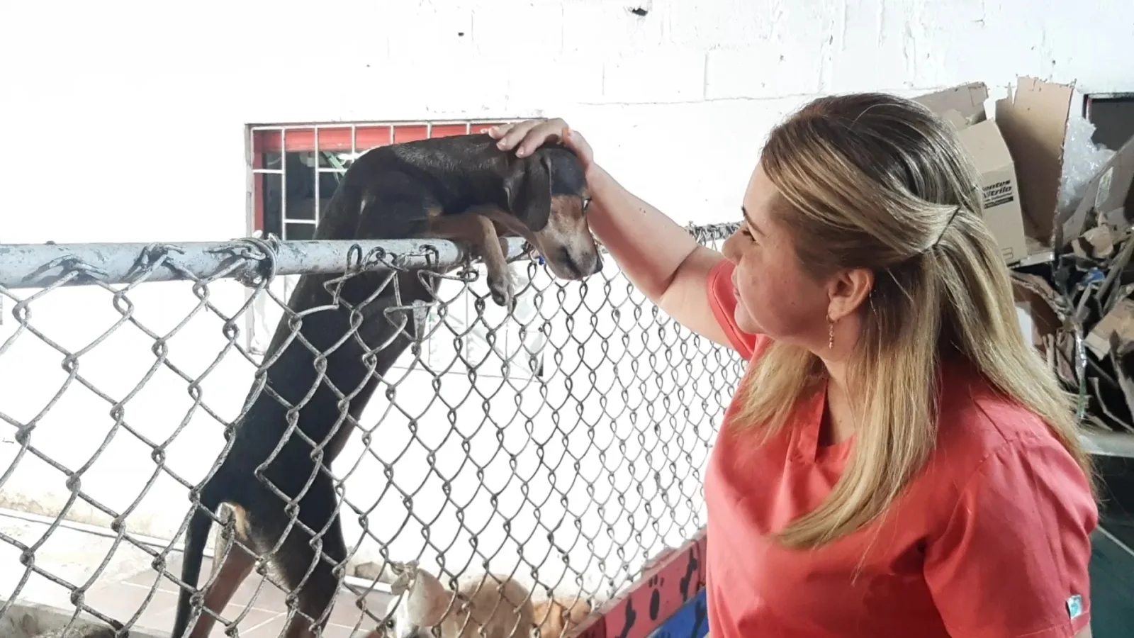 Veterinaria