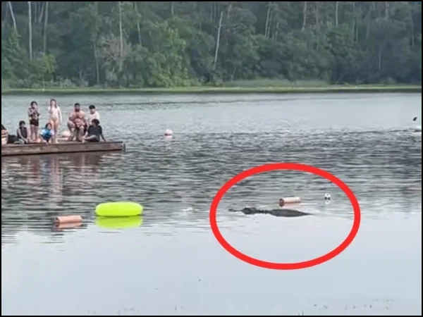 Atrapados en una plataforma terminaron algunas personas ante la presencia de un cocodrilo en el agua