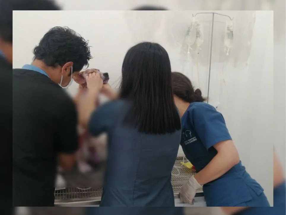 "Sigue luchando por su vida": Autoridades citaron al hombre señalado de torturar y despellejar a un perro en Boyacá