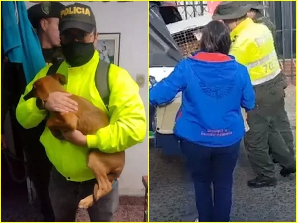 Por maltrato animal judicializaron a sujeto en Pasto que tenía 3 caninos en condiciones críticas