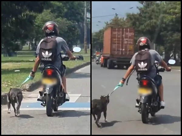 Es un riesgo para él, para el perro y para todos en la vía: ocurrió en Cali