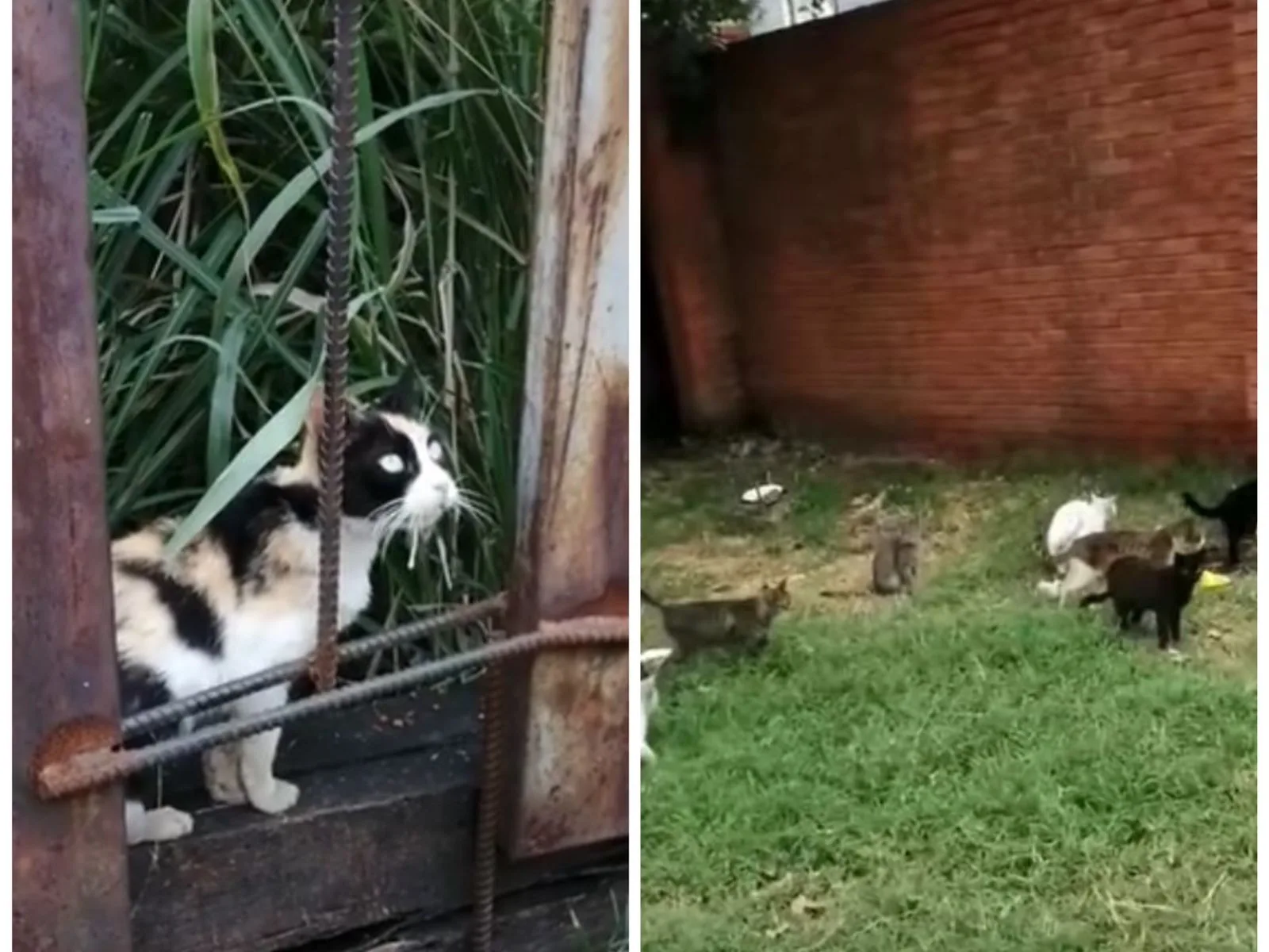 colonia de gatos en la calle 26 en Cali