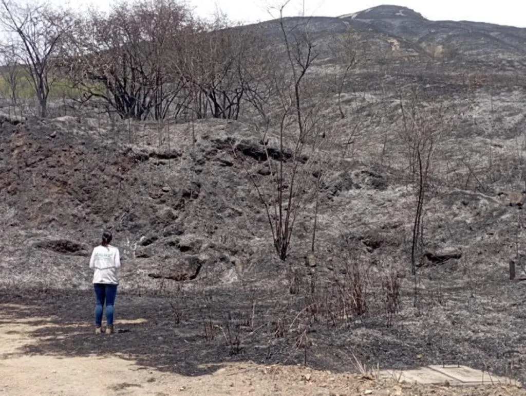 Altos de Menga: El verde de la montaña en cenizas, animales muertos y desplazados
