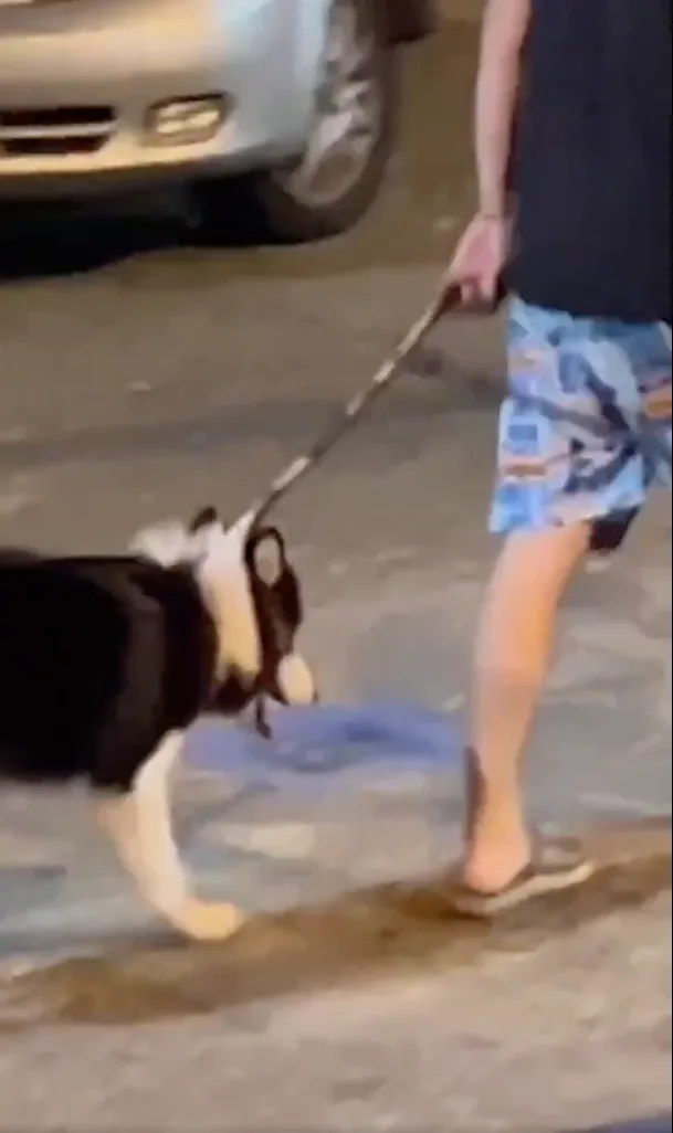 de animal en