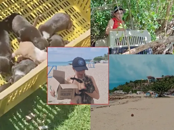 "No permiten ingresar a las playas": fundación rescatista de animales en condición de calle denuncia falta de apoyo para esterilizar perros en Barú