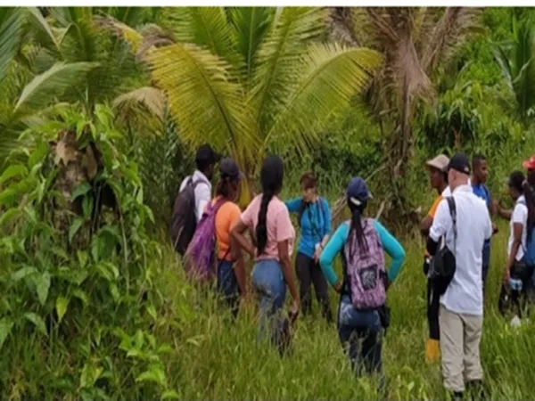 Nariño principal productor de palma de coco, pero plagas tienen en vilo a campesinos de Tumaco