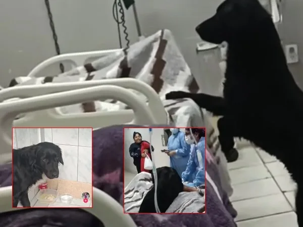 En Perú: "Firulais no se desprende de su dueño" quien tiene una enfermedad terminal, buscan quien pueda adoptarlo