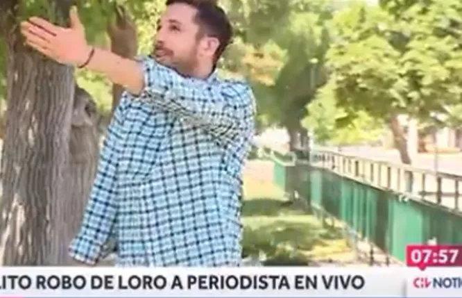 cotorra