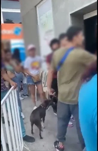 "Por negra hp": Denuncian "racismo y misoginia" con vigilante en Registraduría "no dejó entrar el perro"