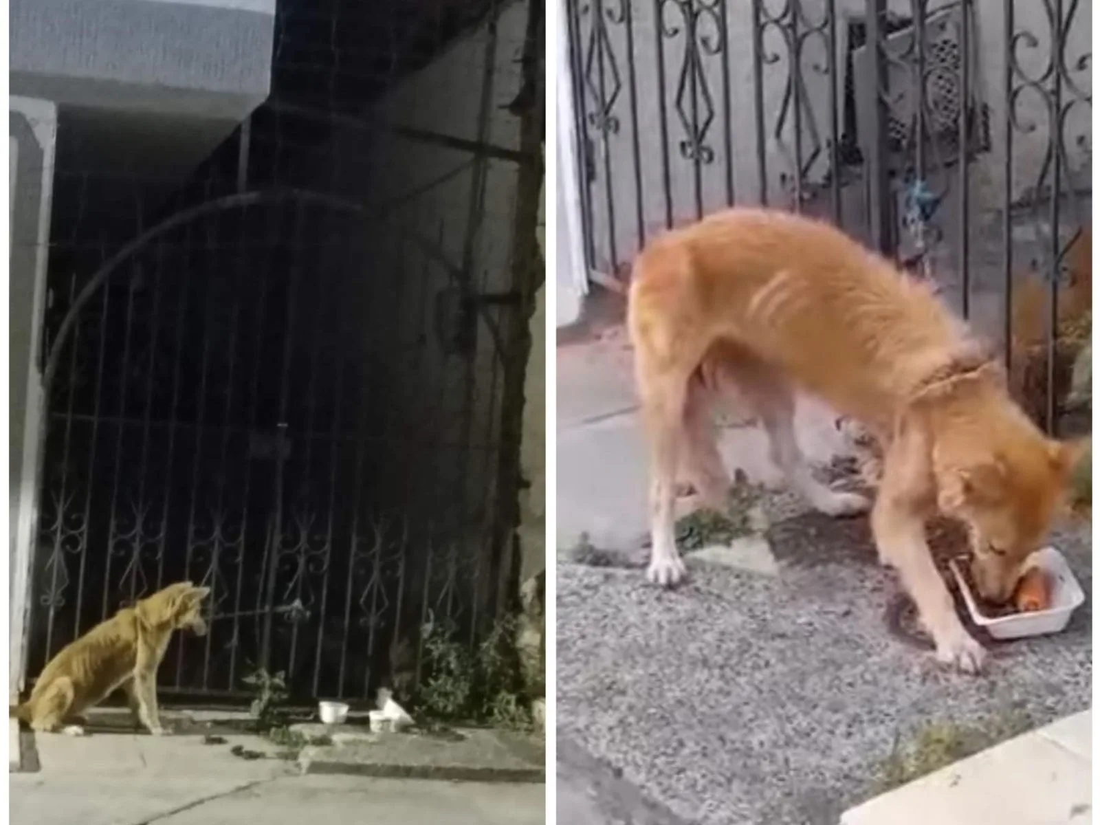 Preocupación por Lulu, la perra amarrada afuera de una casa en Buga "desnutrida y a la intemperie"