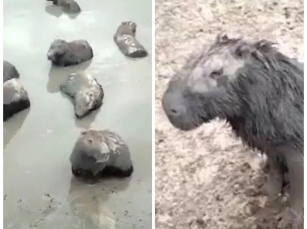 capibaras sed Casanare CHIGÜIROS