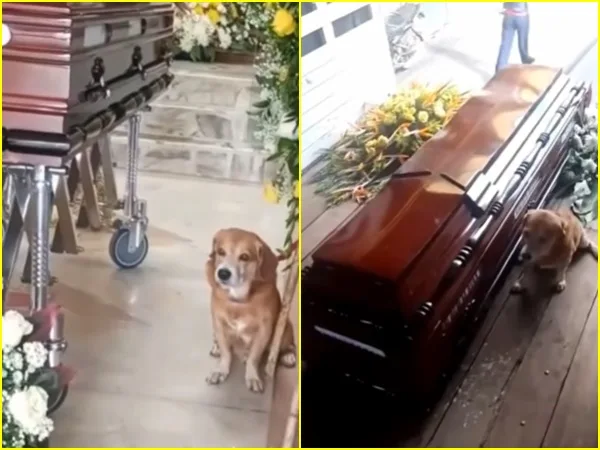 ¡Fiel hasta la muerte! Carlos murió en un accidente y su perro Rocki lo acompañó hasta el final