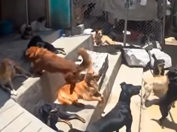 Refugio para animales en Ituango