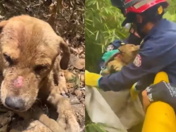 Conmoción en Floridablanca: ‘Panchito’, el perrito enterrado vivo, lucha por sobrevivir tras cruel caso de maltrato